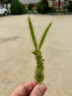 美好時(shí)光原味海苔卷9支共26.5g 非油炸 即食紫菜 兒童零食休閑零食 曬單實(shí)拍圖