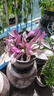 吊蘭垂吊植物花卉植物室內花盆栽多肉水培綠植陽(yáng)臺 油畫(huà)吊蘭(5-8株)+肥料【不含盆】 曬單實(shí)拍圖