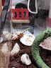 青松寵 寄居蟹食物螃蟹飼料椰子片用品椰磚螃蟹糧喂小沙蟹蟹糧飼養(yǎng)套裝 【蟹飯主糧+椰子薄片套裝】 曬單實拍圖