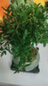 開時果 小葉赤楠盆景擺件 辦公室桌面綠植花卉好養(yǎng)盆栽植物源頭直發(fā)包郵 【熱銷款】哥窯浸墨盆+苔蘚+底座 曬單實(shí)拍圖
