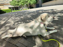 拉夫威爾克努特狗狗項圈ruffwear中大小型犬狗脖圈狗頸圈寵物項圈 柳蘭粉 L 曬單實(shí)拍圖