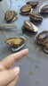 鮮馳 新鮮國產(chǎn)冷凍大鮑魚(yú)凈重430g（11-12頭/斤)海鮮 生鮮- 源頭直發(fā) 曬單實(shí)拍圖