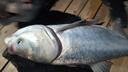 釣魚王新品池戰(zhàn)泡泡球魚餌黑坑專用釣鯉鯽魚食散炮打窩料顆粒餌料 2025款池戰(zhàn)泡泡球1包裝【700g】 曬單實(shí)拍圖