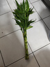 富貴竹水培植物轉(zhuǎn)運竹花卉綠植室內(nèi)盆栽客廳招財帶根大竹子水養(yǎng) 富貴竹70厘米10顆【不含瓶】 曬單實拍圖