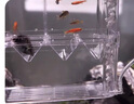 派樂特 魚缸孵化盒隔離盒孔雀魚繁殖盒斗魚亞克力 曬單實拍圖