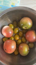 夏日陽(yáng)光小番茄黃色迷戀圣女果即食水果小柿子現摘現發(fā)減肥早餐 4斤 曬單實(shí)拍圖