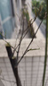 通沭竹子苗紫竹小苗青竹黃金竹苗觀(guān)賞植物/紫竹苗1公分粗3棵源頭直發(fā) 曬單實(shí)拍圖