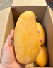 甜萌果蔬芒果金煌芒水仙芒果青皮大芒果甜心芒海南新鮮水果次日孕婦達送禮 榮耀王者級｜單果1斤起【稀有果王】 5斤裝【80%選擇|超值推薦】?jì)?.5斤 曬單實(shí)拍圖