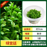瘋狂水草（FKSC）無(wú)菌杯魚(yú)缸水草造景植物莫斯陰性草缸日本珍珠草魚(yú)缸綠植真水草 【中后景造景】無(wú)菌杯-綠宮廷 曬單實(shí)拍圖