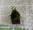 FKSC魚缸躲避屋造景套餐莫斯水草魚蝦躲避罐擺件裝飾懶人快速成景 【莫斯】三通+小屋 曬單實拍圖