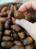 龍味福蠶蛹鮮活發(fā)貨東北特產(chǎn)新鮮繭蛹活體特級(jí)大黃蠶蛹蟬蛹黑蛹遼寧直發(fā) 【超劃算】頂配大黃蛹500g（超大） 遼寧源頭直發(fā) 曬單實(shí)拍圖