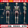 人體肌肉與骨骼解剖掛圖（人郵體育出品） 曬單實(shí)拍圖