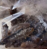 繽鮮 即食海參 大連海參深海鮮活遼刺參新鮮開(kāi)袋即食7年海參干貨禮盒 大連即食海參【30-40只/斤】 1斤裝 曬單實(shí)拍圖