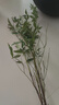 南天竹水培植物室內(nèi)水養(yǎng)花卉火焰盆景綠植客廳辦公室桌面好養(yǎng)盆栽 南天竹50-60厘米3株（不含盆） 曬單實拍圖