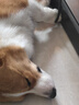 歡寵網(wǎng)狗狗雨衣全包四腳寵物狗小狗大型犬柯基雨披雨天遛狗防水防濕護(hù)肚 曬單實拍圖