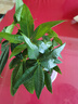惜林園 水培綠植植物盆栽花卉 桌面室內(nèi)凈化空氣小盆栽 發(fā)財樹 帶盆發(fā)貨 曬單實拍圖