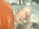 高夠力日本Hikari蠑螈糧六角恐龍異形鼠魚(yú)下沉型魚(yú)糧食觀(guān)賞魚(yú)飼料 蠑螈糧 30g（大顆粒） 曬單實(shí)拍圖