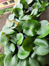 睡蓮水培植物四季開花魚缸池塘荷花盆栽水養(yǎng)根塊 精品大睡蓮（混色帶芽）5棵 曬單實拍圖