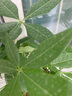 發(fā)財樹盆栽大植物室內(nèi)辦公室桌面客廳小盆景招財樹苗綠植花卉盆栽 三桿發(fā)財樹 5-8cm【隨機古風盆】 【送肥料】 曬單實拍圖