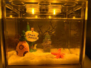 海星寵物活體迷你海洋爬寵飼養(yǎng)套餐海燕海鹽桌面觀賞寵物兒童禮物 海底世界比奇堡套餐【大號(hào)缸】 曬單實(shí)拍圖