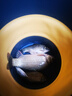 漢鼎一號鯽魚(yú)竿37調手竿手桿休閑野釣輕白條碳素臺釣竿輕量釣魚(yú)竿魚(yú)竿 4.5m 【輕硬不重頭 手感舒適】 曬單實(shí)拍圖