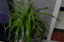 松下S5M2（20-60mm+50mm）（Panasonic）S5二代 全畫幅微單相機(jī) 約2420萬(wàn)有效像素 新相位混合對(duì)焦 曬單實(shí)拍圖