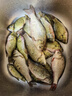 龍王恨魚(yú)護狂瀾系列漁護加厚涂膠防掛速干魚(yú)護黑坑野釣專(zhuān)用魚(yú)護釣魚(yú)網(wǎng)兜 26cm 1.8m 方形 曬單實(shí)拍圖