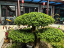 嘉丁拿德國(guó)進(jìn)口修枝剪花剪嫩枝剪嘉丁拿園藝花材剪刀 曬單實(shí)拍圖