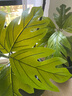 掬涵北歐風(fēng)仿真植物盆景面包樹綠植客廳裝飾擺件電視柜角落擺設(shè)高顏值 高度仿真/外貿(mào)一級 1.8m+花盆+花盆托 曬單實拍圖