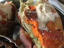 熟凍面包蟹新鮮鮮活特大超大珍寶蟹生凍熟食梭子蟹海鮮水產(chǎn)大螃蟹 600-800g*1只 凈【特大滿膏】 曬單實(shí)拍圖