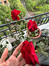 意軒月季特大花濃香果汁陽(yáng)臺庭院花卉植物盆栽薔薇四季玫瑰花苗帶花苞 卡羅拉(灌木月季開(kāi)花季節帶花) 大苗帶土球【爆花機器】帶花苞發(fā)出 曬單實(shí)拍圖