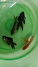 金魚(yú)活魚(yú)不加溫冷水魚(yú)觀賞魚(yú)淡水魚(yú)活體草金魚(yú)苗小金魚(yú)好養(yǎng)寵物魚(yú) 4-5cm小紅獅+黑龍睛+小鎏金各2條 曬單實(shí)拍圖