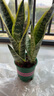 行湘虎皮蘭盆栽陽(yáng)臺綠植盆栽花卉四季常青25-30cm原盆3盆裝 源頭直發(fā) 曬單實(shí)拍圖