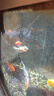 森森（SUNSUN）多功能過(guò)濾器魚(yú)缸水泵增氧抽水過(guò)濾三合一 【底吸吸便】15W 適合0.6-0.8m缸 曬單實(shí)拍圖