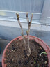 牡丹花苗 盆栽牡丹樹苗 當(dāng)年開花 室內(nèi)陽臺花卉綠植盆栽 庭院綠植 觀花植物 姚黃 3年苗 曬單實拍圖