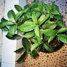 開時果 四季桂花盆栽樹苗濃香型 新中式盆景辦公室內(nèi)綠植物源頭直發(fā)包郵 精品四季桂+原土發(fā)貨（不含盆） 【整高約40-50cm左右】 曬單實拍圖