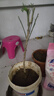 青淵沙糖桔樹(shù)苗南方北方種植橘子樹(shù)苗柑桔果樹(shù)果苗嫁 5年粗壯苗當(dāng)年結(jié)果死苗包補(bǔ) 曬單實(shí)拍圖