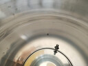 歐樂多（Olodo） 德國304不銹鋼酒桶密封桶米桶茶葉桶加厚運輸桶牛奶桶油桶帶龍頭 帶龍頭【64L】贈5件套 曬單實拍圖