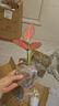 櫻霞【順豐上門】吉利紅如意皇后竹芋水培吉祥花室內(nèi)觀葉植物盆栽綠植 吉利紅水培+自吸水盆 曬單實拍圖