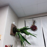 FAN BEAUTY DIARY范冰冰同款補(bǔ)水舒緩亮白提亮面膜套組4盒 海葡萄龍血芍藥蝦青素 曬單實(shí)拍圖