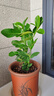 泰西絲檸檬樹(shù)盆栽室內綠植擺件 檸檬樹(shù)30-40cm+浪琴紋吸水盆 源頭直發(fā) 曬單實(shí)拍圖