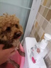 JCZS泰迪沐浴露除臭持久留香寵物狗狗幼犬驅(qū)蟲洗澡專用香波沐浴液 【棕紅泰迪】沐浴露500ml 曬單實拍圖