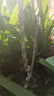 無(wú)核冰糖柿子樹(shù)苗種無(wú)籽無(wú)核脆甜柿子苗盆栽地栽南北方種植 3年柿子樹(shù)明年結果 曬單實(shí)拍圖