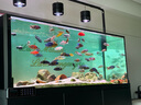 三湖慈鯛魚大尺寸活體合集馬鯛觀賞熱帶淡水魚耐活慈鯛活體自來水 精選馬鯛10-11厘米29條 曬單實拍圖
