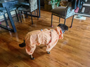 MIKI PAD狗狗雨衣中大型犬寵物沖鋒衣狗雨衣金毛邊牧全包四腳防水雨披透氣 落日橘【全包防水】 5XL背長55cm（參考體重40-49斤） 曬單實拍圖