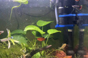 格池（GRECH）格池潛水泵抽水泵CQJ-500G款 2.5W 凈水增氧過濾泵三合一過濾水泵 曬單實(shí)拍圖