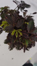 含羞草盆栽桌面室內陽(yáng)臺小植物四季常青害羞草怕羞草花苗趣味植物 優(yōu)質(zhì)90#含羞草【基地原盆】 曬單實(shí)拍圖