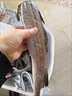 無頭魚深海鱈魚去頭去內臟鱈魚塊明太魚寶寶輔食海水魚鱈魚狹魚 【400克左右/條】 去頭去內臟鱈魚【五斤裝】 曬單實拍圖
