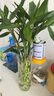 壹植富貴竹水培植物客廳轉運竹室內觀(guān)音竹龍竹綠植盆栽帶根節節高植物 富貴竹粗枝60-70厘米高4棵 曬單實(shí)拍圖