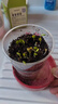 九月生兒童種植盆栽套裝含羞草植物種子根系觀(guān)察盒幼兒園DIY迷你小盆栽 曬單實(shí)拍圖